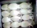 Cuttlefish