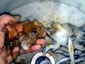 Cuttlefish