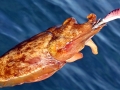 Cuttlefish