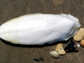 Cuttlefish