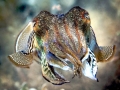 Cuttlefish