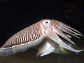 Cuttlefish