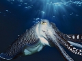 Cuttlefish