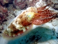 Cuttlefish