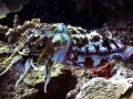Cuttlefish