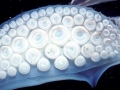 Cuttlefish