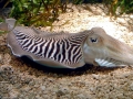 Cuttlefish