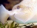 Cuttlefish