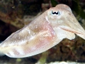 Cuttlefish
