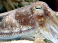 Cuttlefish