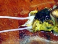 Cuttlefish