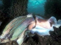 Cuttlefish