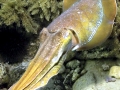 Cuttlefish
