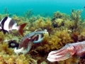 Cuttlefish