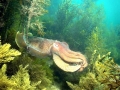 Cuttlefish
