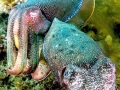 Cuttlefish