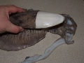 Cuttlefish