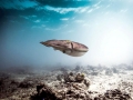 Cuttlefish