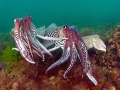 Cuttlefish