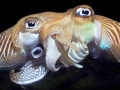 Cuttlefish
