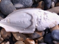 Cuttlefish
