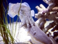 Cuttlefish