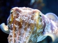 Cuttlefish