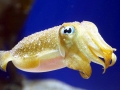 Cuttlefish