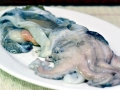 Cuttlefish