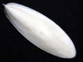 Cuttlefish