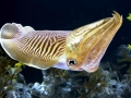 Cuttlefish