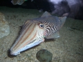 Cuttlefish