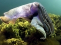 Cuttlefish