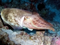 Cuttlefish