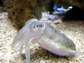Cuttlefish