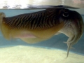 Cuttlefish