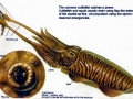 Cuttlefish
