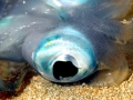 Cuttlefish