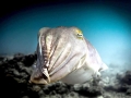 Cuttlefish