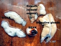Cuttlefish