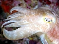 Cuttlefish