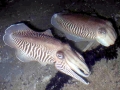 Cuttlefish