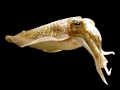 Cuttlefish