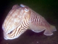 Cuttlefish
