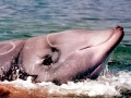 Cuvier's Beaked Whale