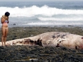 Cuvier's Beaked Whale