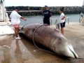 Cuvier's Beaked Whale