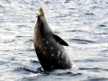 Cuvier's Beaked Whale