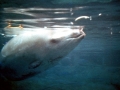 Cuvier's Beaked Whale