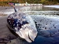 Cuvier's Beaked Whale